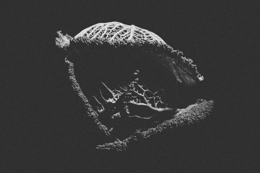 vegetable still life photography