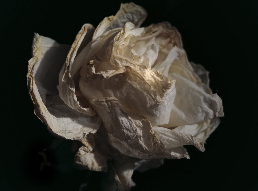 mobile phone photography