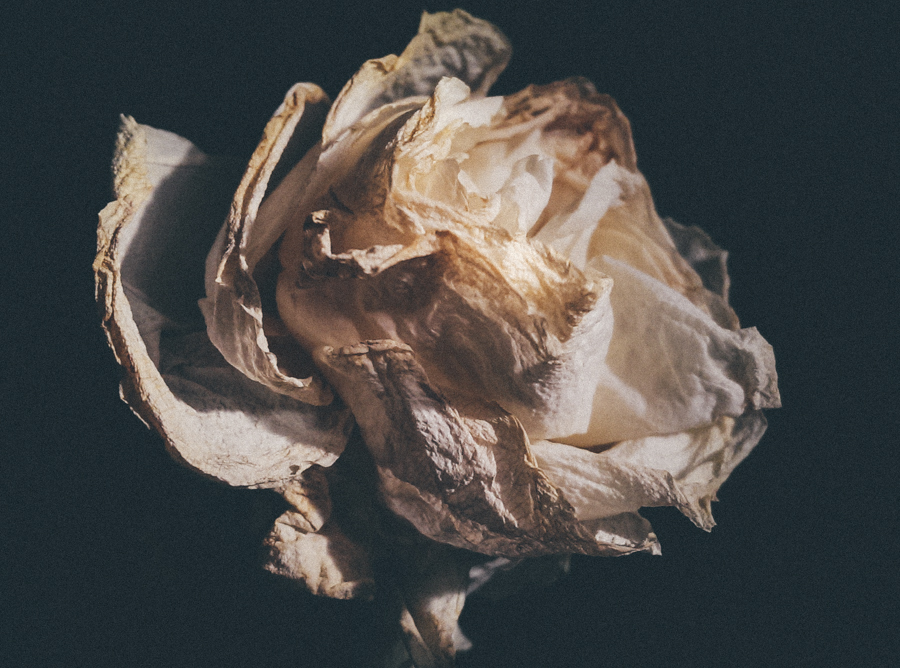 mobile phone photography