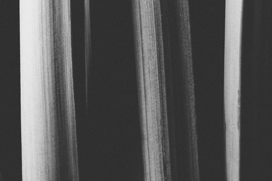 still life photography