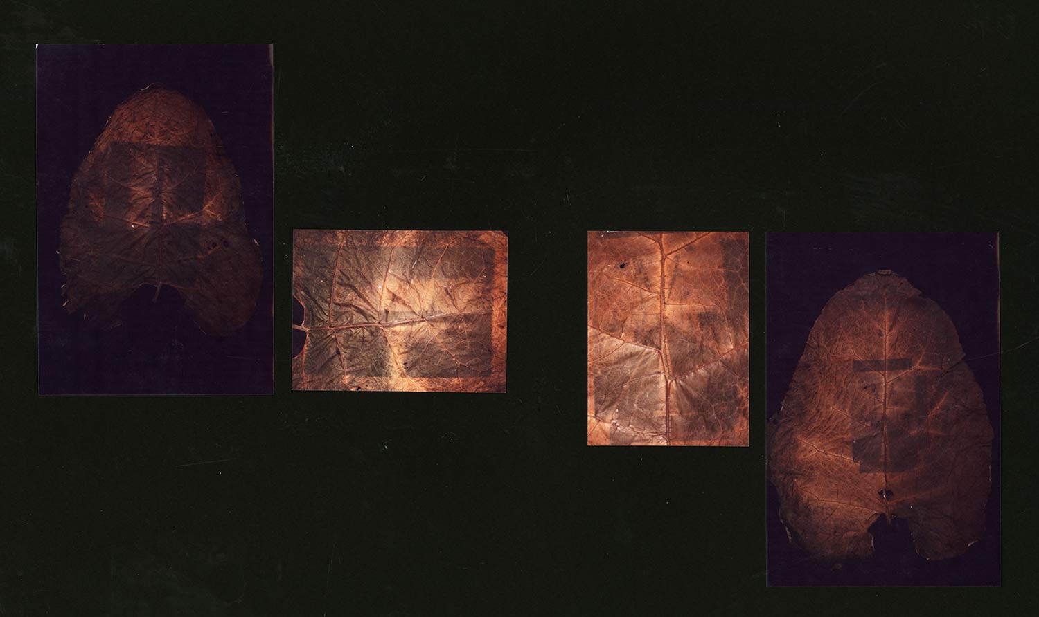 chlorophyll print a level photography project