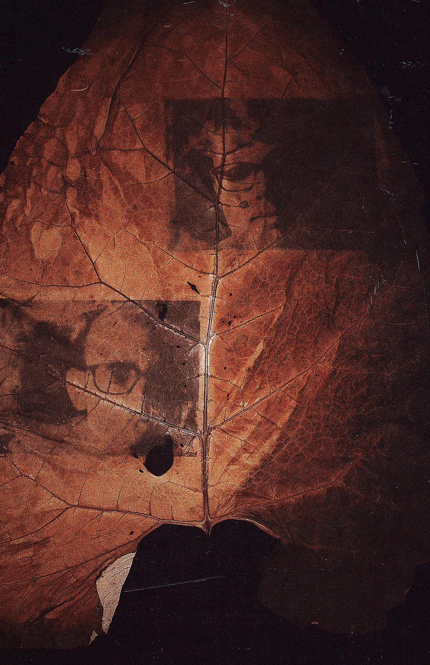 chlorophyll print a level photography project