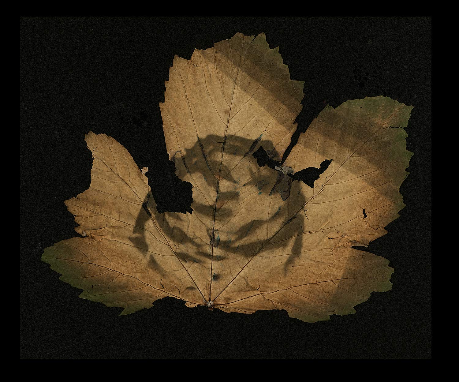 chlorophyll print a level photography project