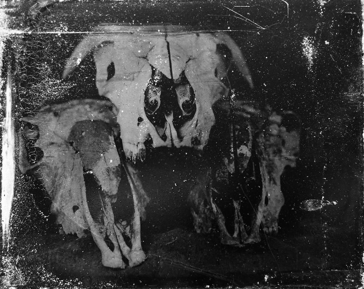 tintype of three skulls