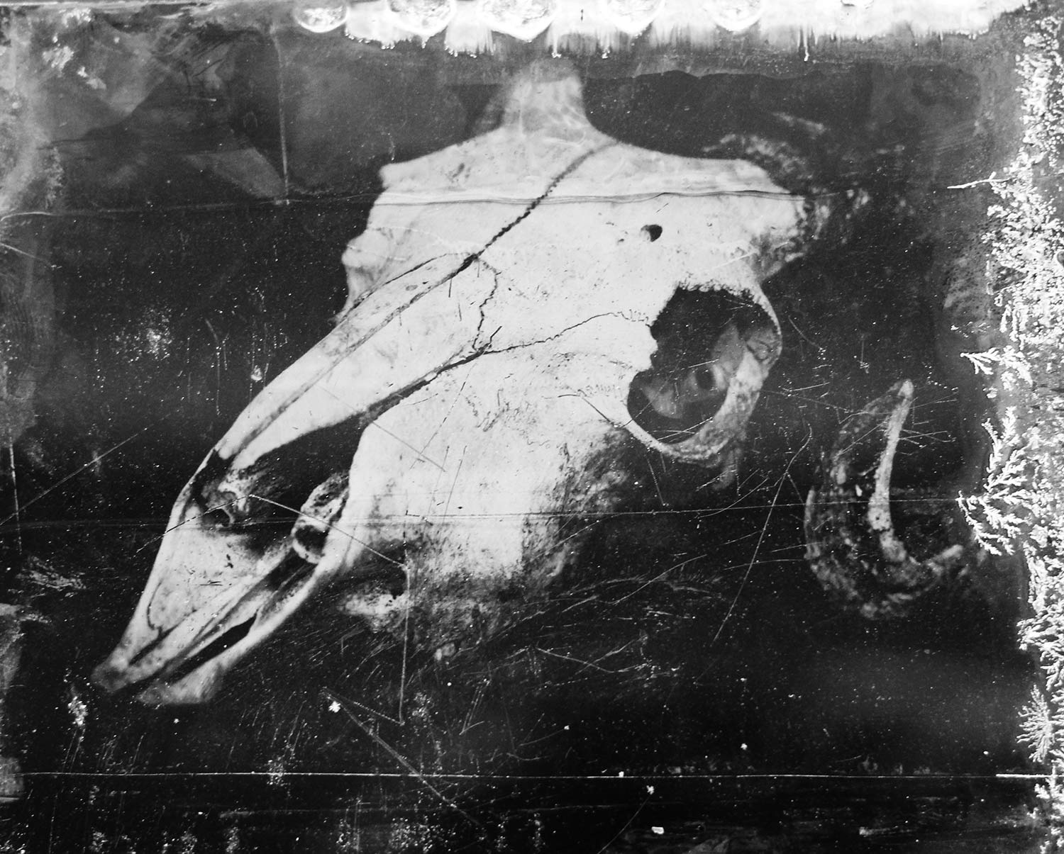 tintype of skull