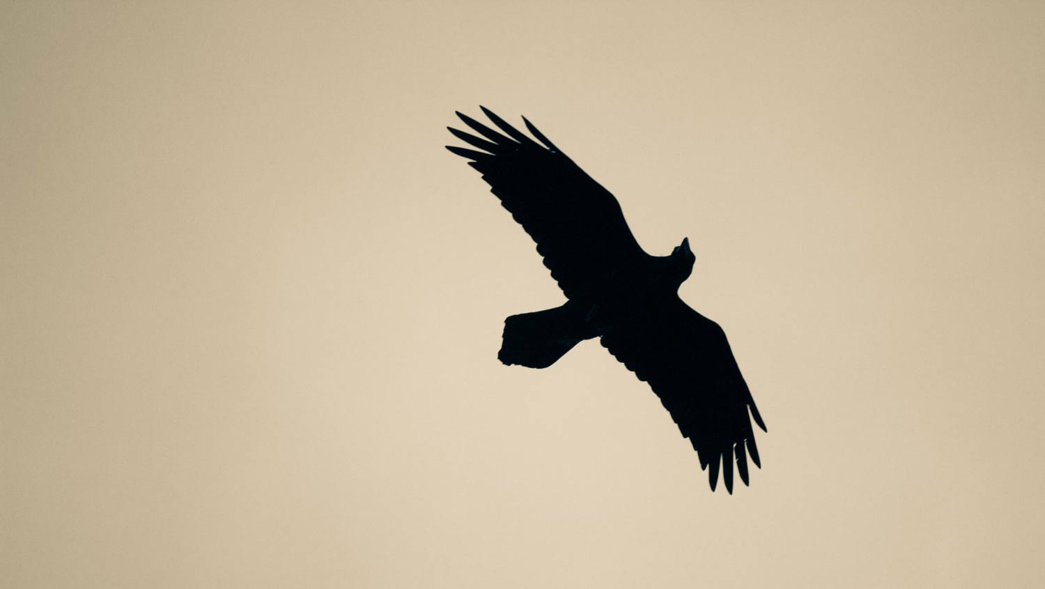 bird-photography-metering-p