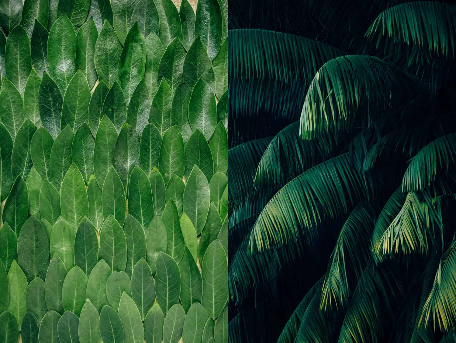 foliage backdrop for photos