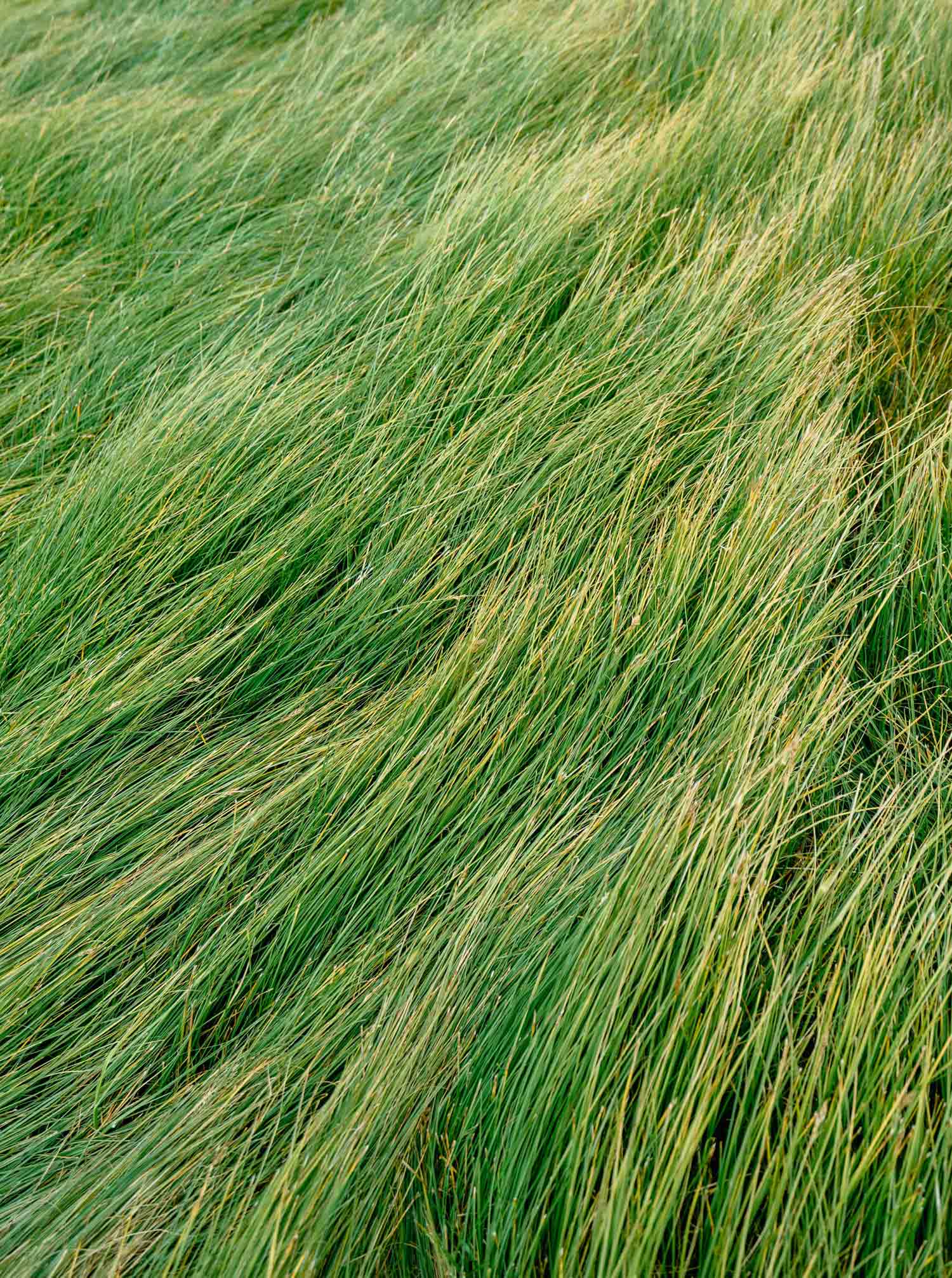 grass as a background