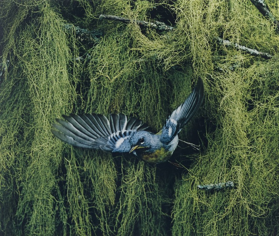 eliot porter bird photography