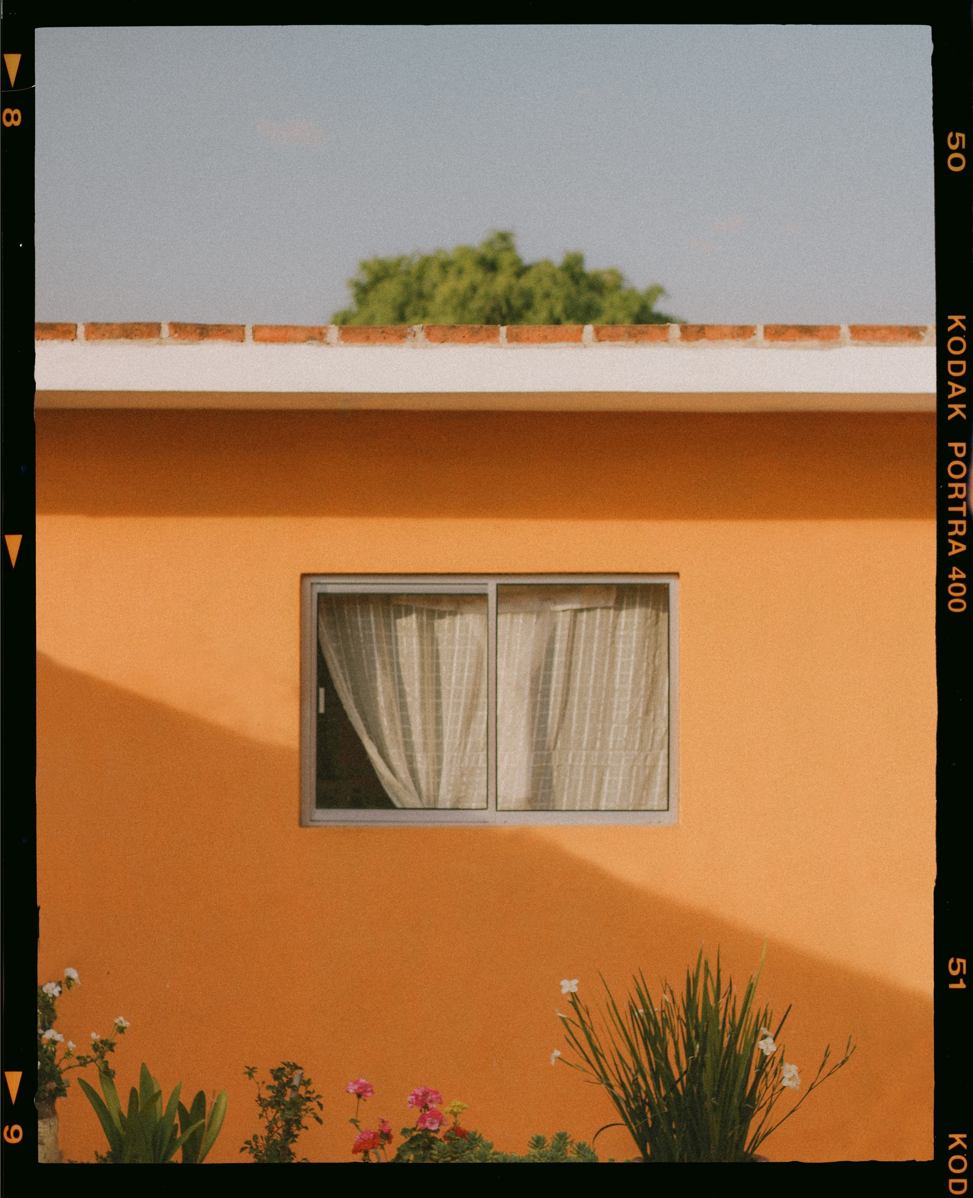 645 medium format film
