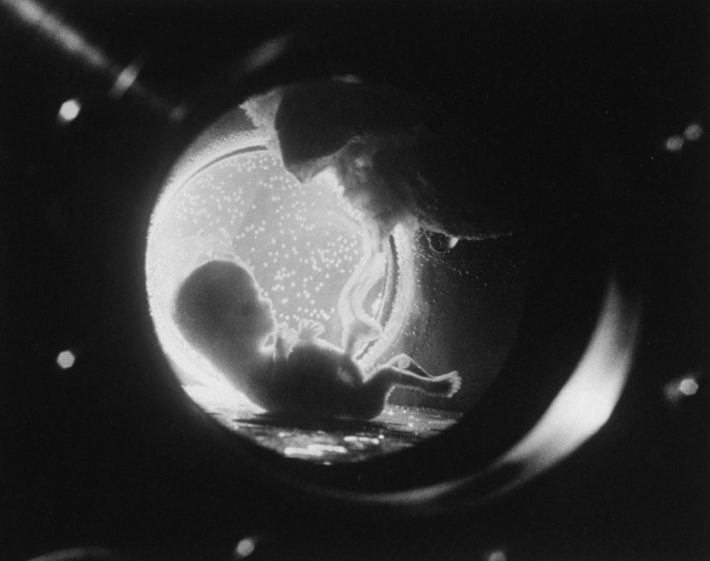 fritz goro macro photographer