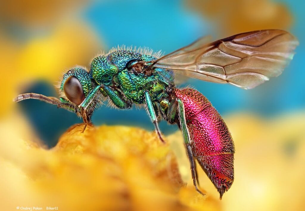 macro-photos-ondrej-pakan