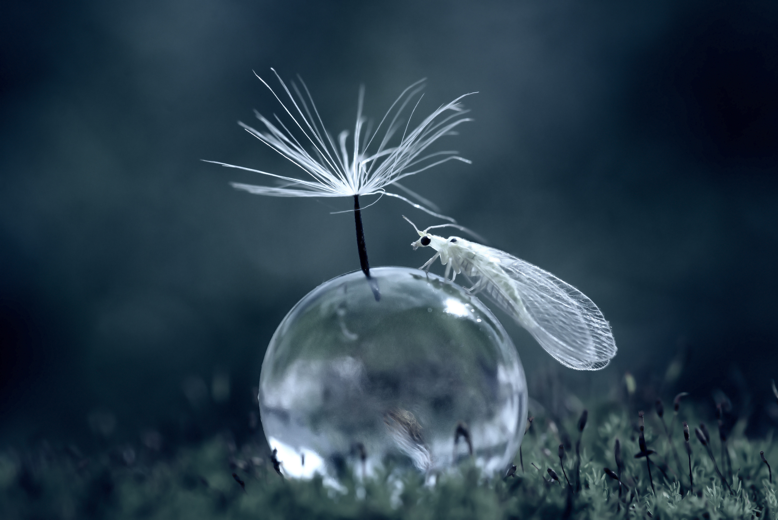 nordin-seruyan macro photographer