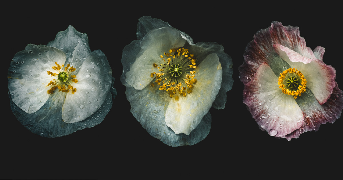 alan shapiro macro photographer of flowers