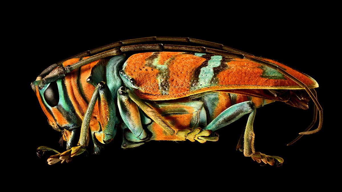 levon biss macro photographer