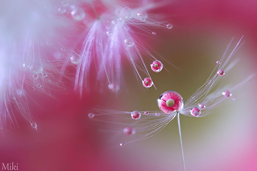 miki asai macro photography