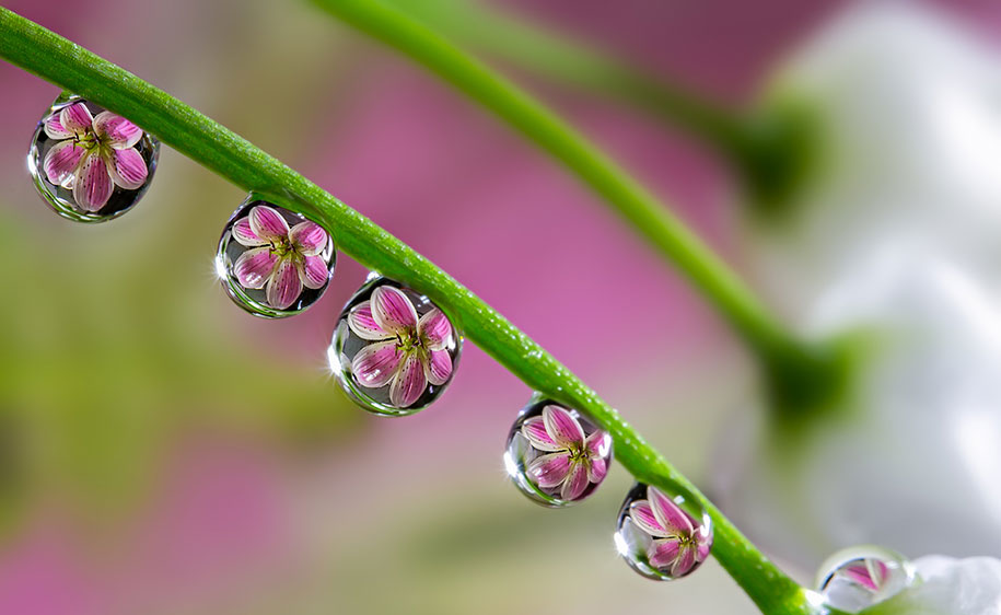 miki asai macro photography