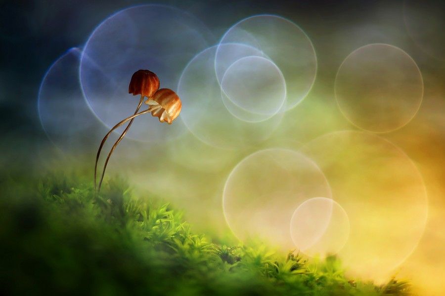 Roni-Hendrawan macro pictures