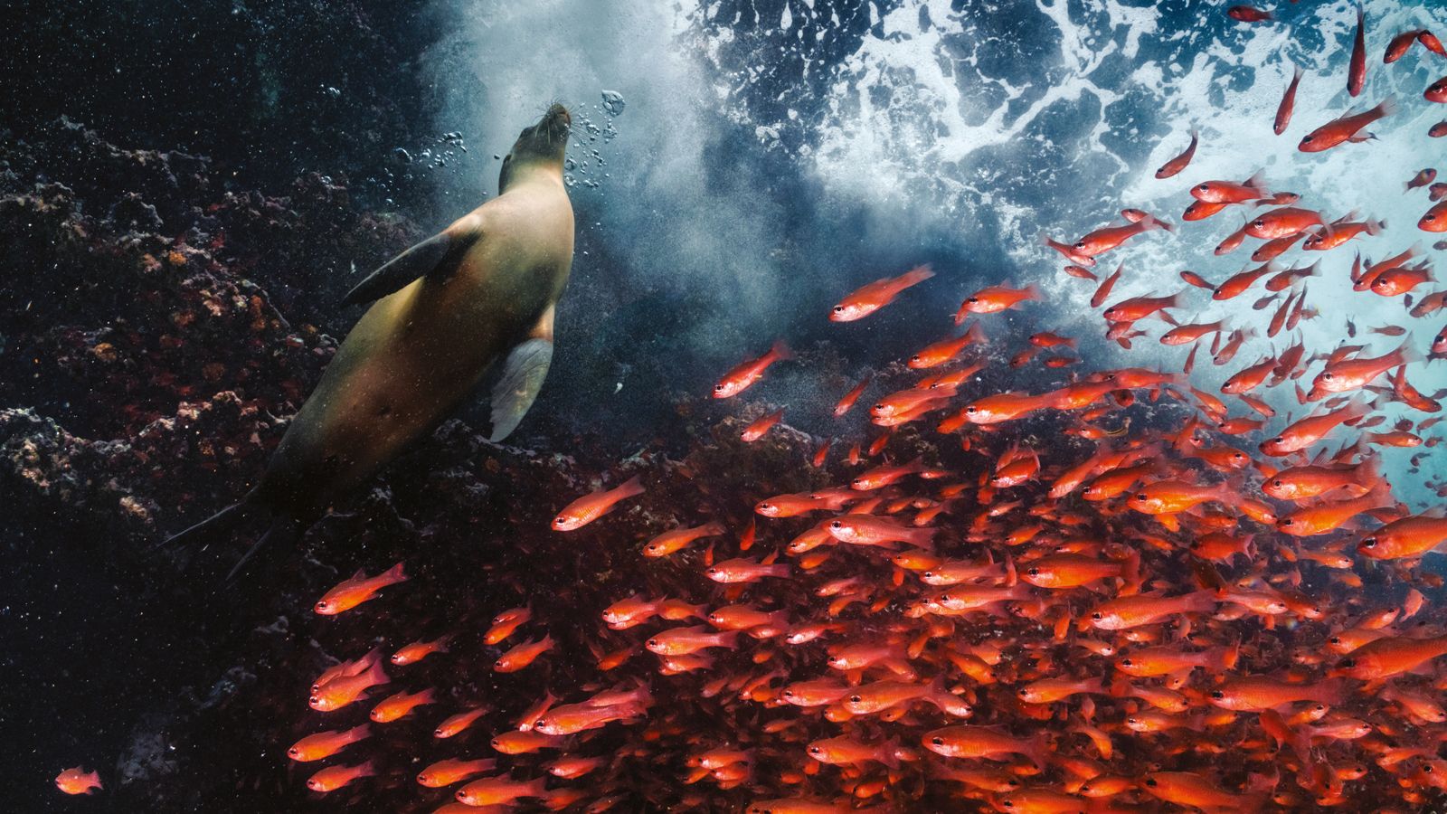 Cristina Mittermeier underwater photographer