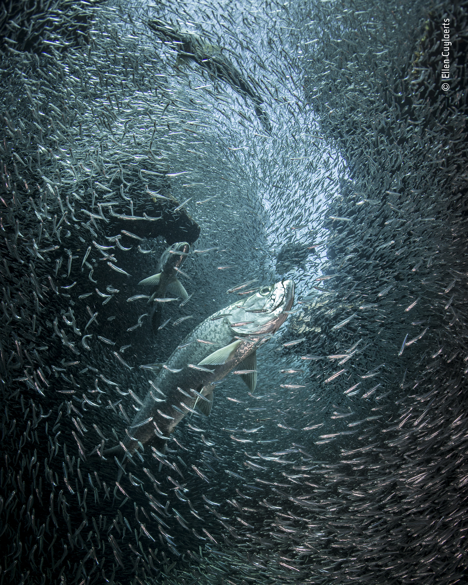 ellen cuylaerts underwater photographer