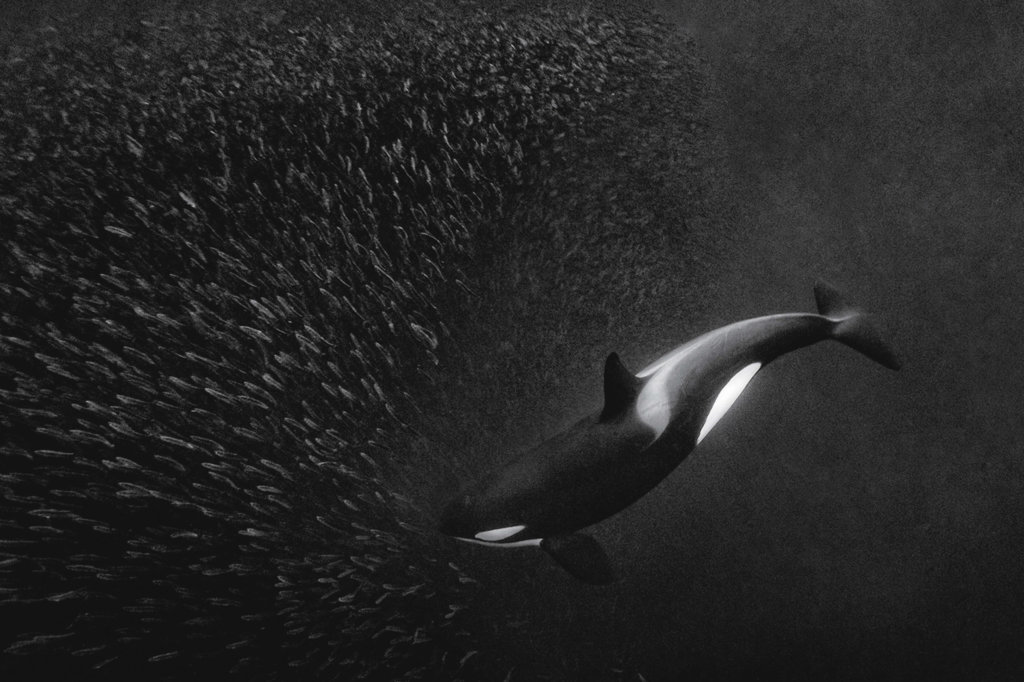 paul nicklen underwater photographer
