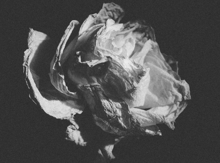 mobile phone photography