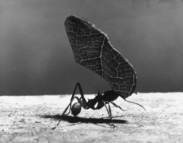 macro photography example